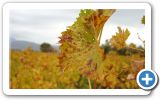 Autumn on Samos