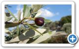 Autumn on Samos