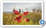 Autumn on Samos