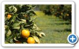 Orange festival in Mili on Samos