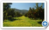 Orange festival in Mili on Samos