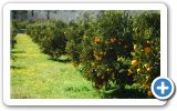 Orange festival in Mili on Samos