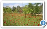 Samos green Island