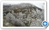 Frozen trees