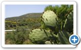 Springtime on Samos